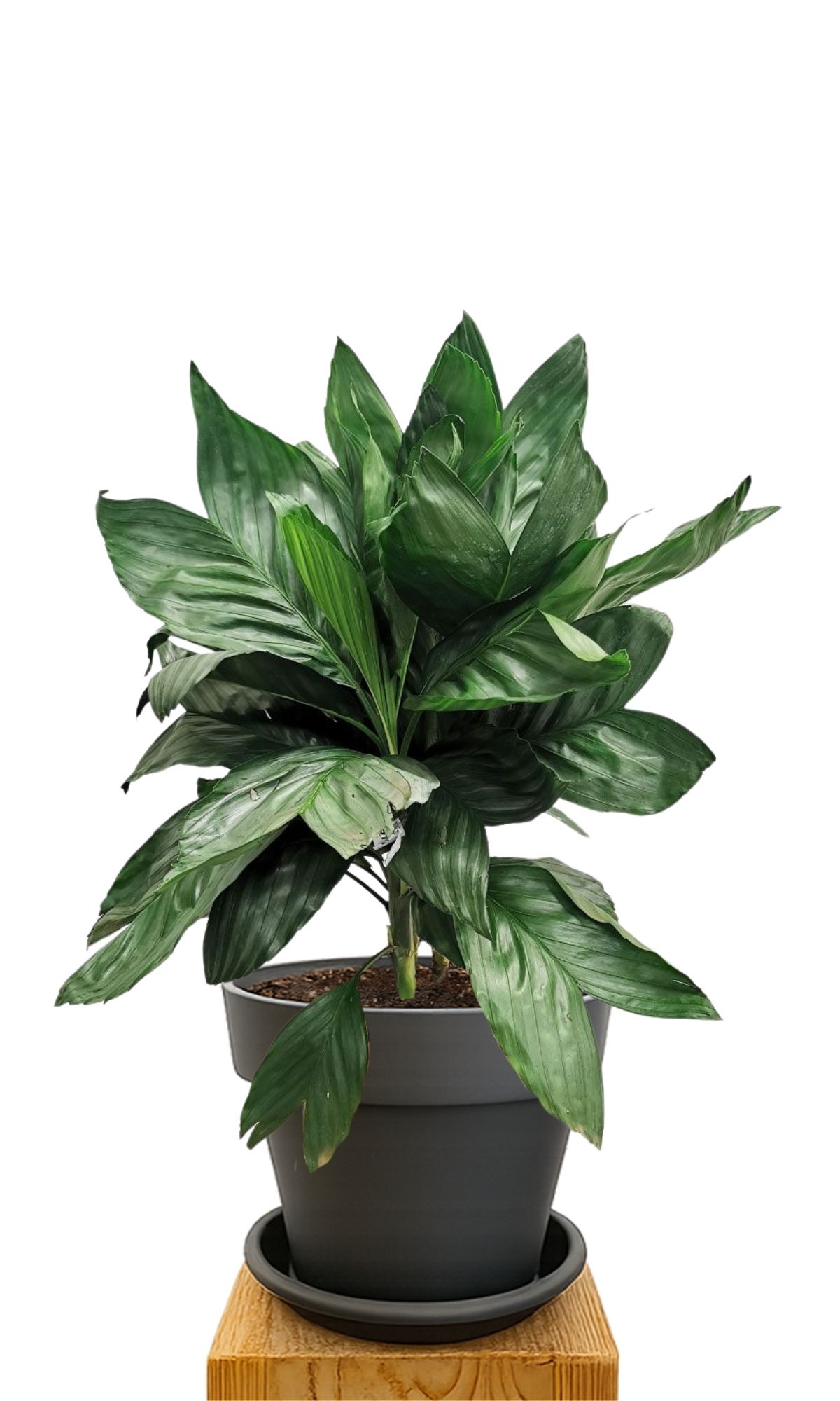 Plant kit 30 Anthracite